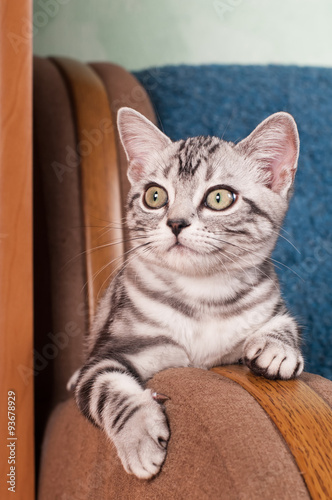 Fototapeta Naklejka Na Ścianę i Meble -  American shorthared kitten