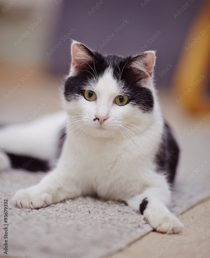 Portrait of a black-and-white domestic cat