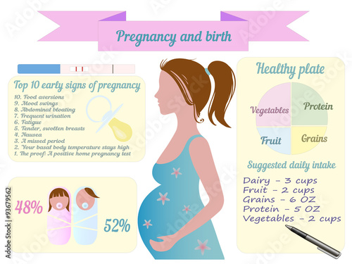 Pregnancy trimester infographic vector 