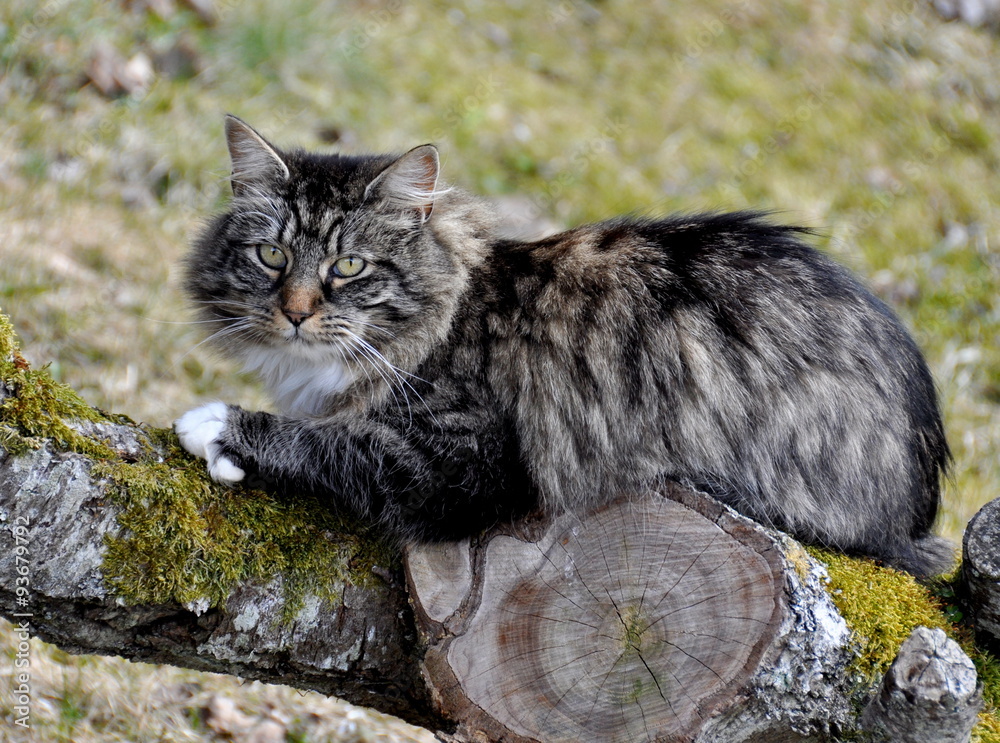Obraz premium Norwegian forest cat outdoor