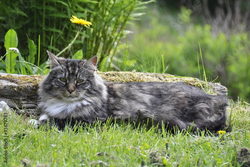 Norwegian forest cat outdoor