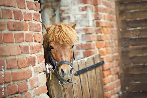 Pony in stable