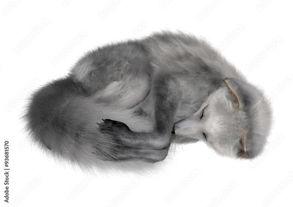 Obraz premium Arctic Fox