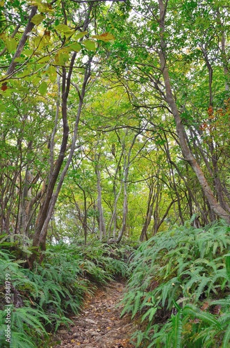 京都一周トレイル 西山コース 松尾山