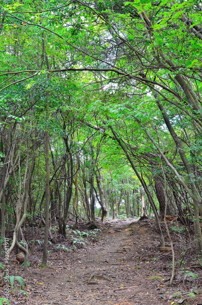 Obraz premium Pętla szlaku Kyoto, trasa Nishiyama, góra Matsuo