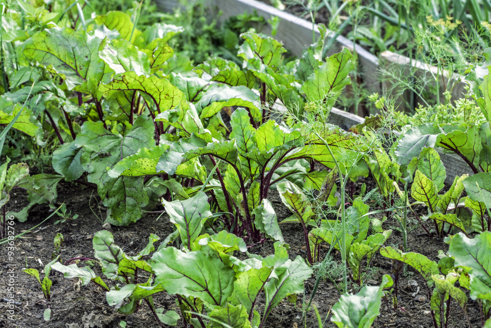 Beetroot in garden Beetroot in garden