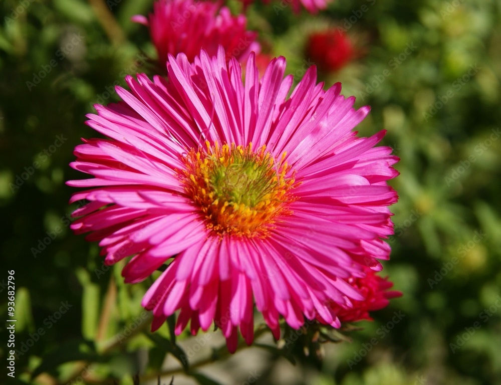 Obraz premium pink asters in a garden close up