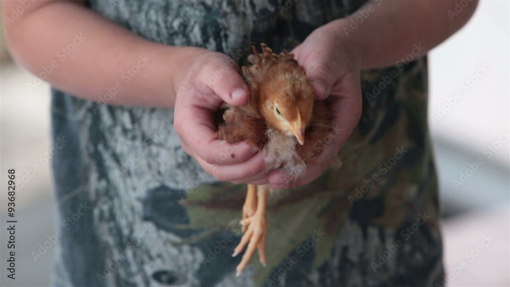 Young chicken chick held in boys hands HD 6658 Young chicken chick held in boys hands HD 6658