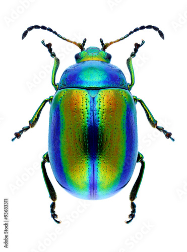 Beetle Chrysolina fastuosa Fototapeta
