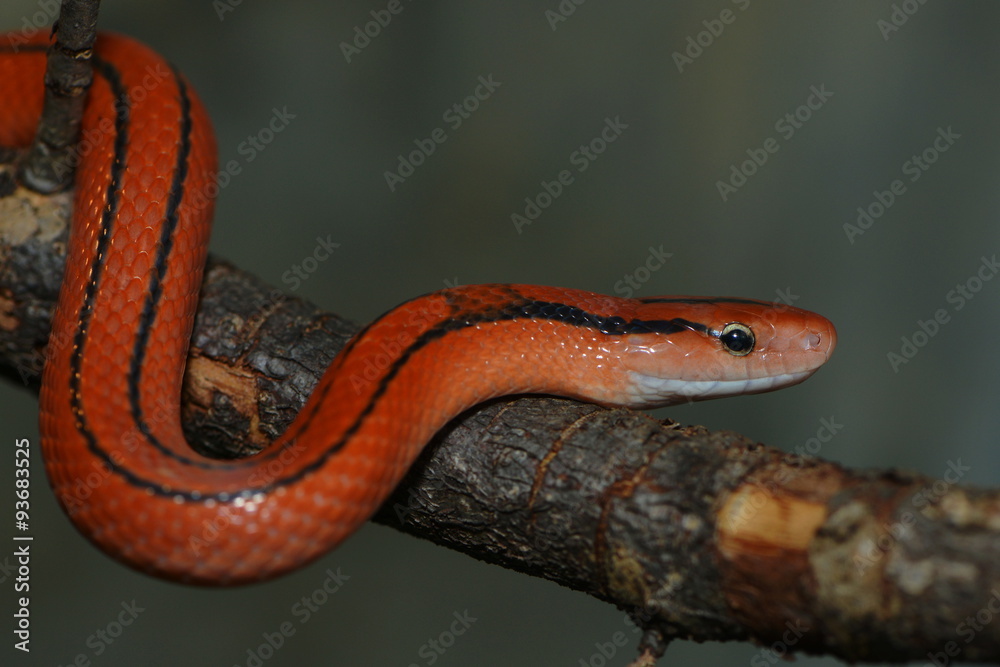 Naklejka premium Rote Bambusnatter