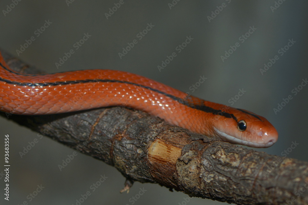 Naklejka premium Rote Bambusnatter