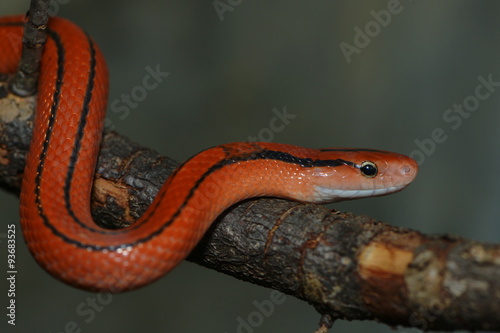 Rote Bambusnatter