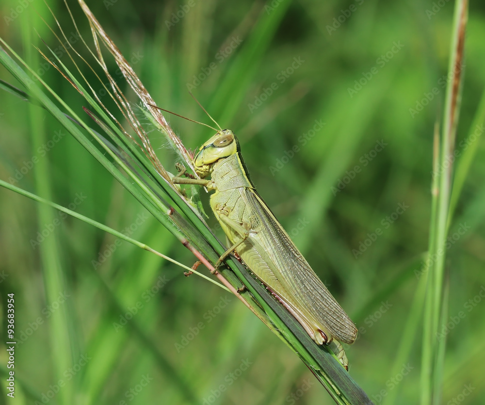 Grasshopper perching on green grass Grasshopper perching on green grass