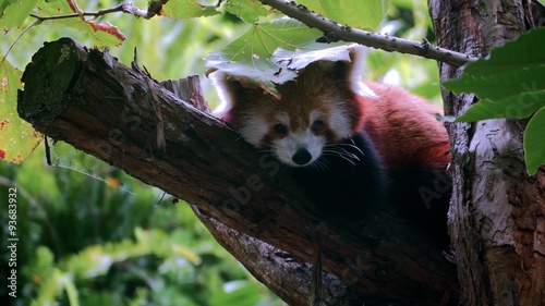 Red panda (Ailurus fulgens)