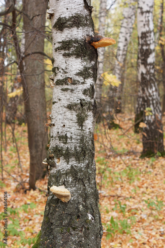 The trunk of a birch tree with growths The trunk of a birch tree with growths