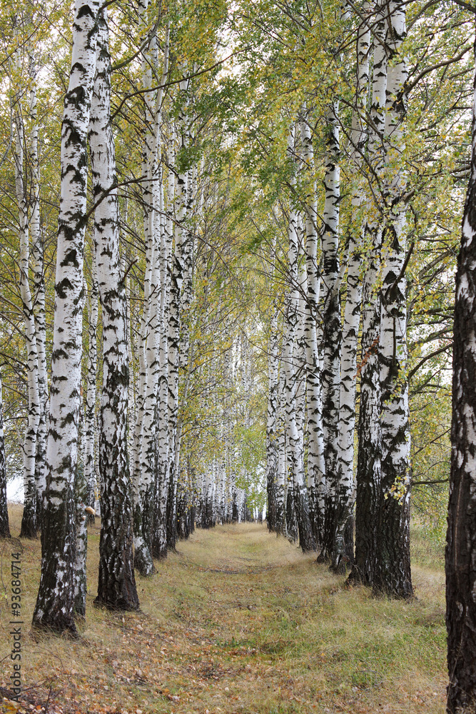 Fototapeta premium Birch grove in the woods.