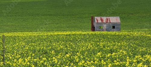 Quadro em tela Tin shack in fields of green and gold