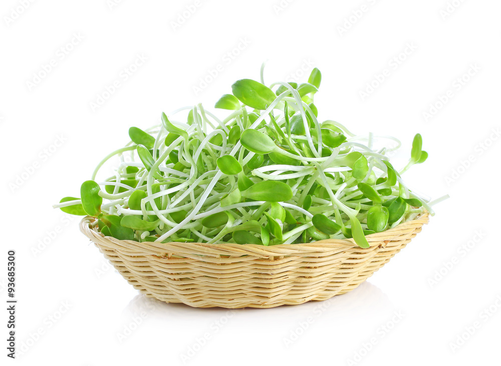 green young sunflower sprouts in the basket isolated on white ba green young sunflower sprouts in the basket isolated on white ba