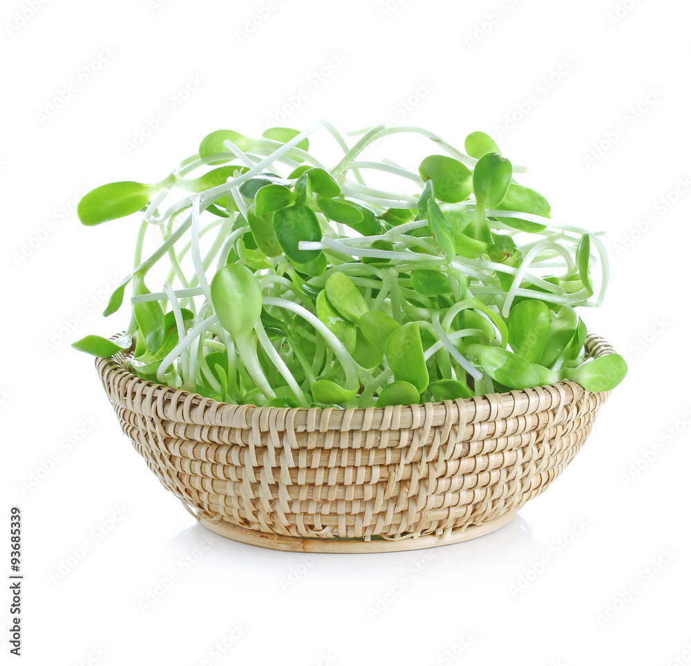 green young sunflower sprouts in the basket isolated on white ba green young sunflower sprouts in the basket isolated on white ba