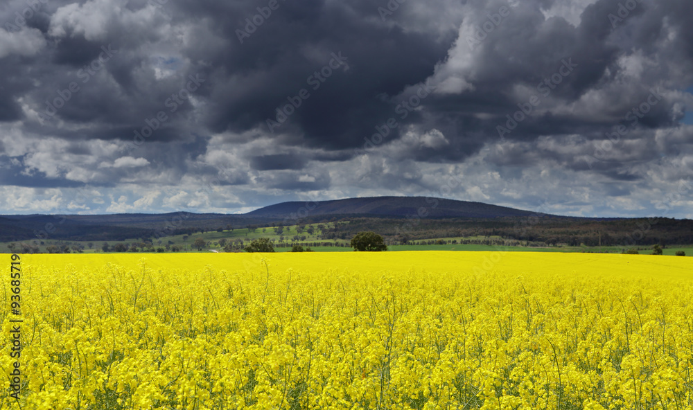 Dark clouds over Canola fields