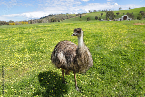 Australian emu basking in the beautiful Australian sunshine photo