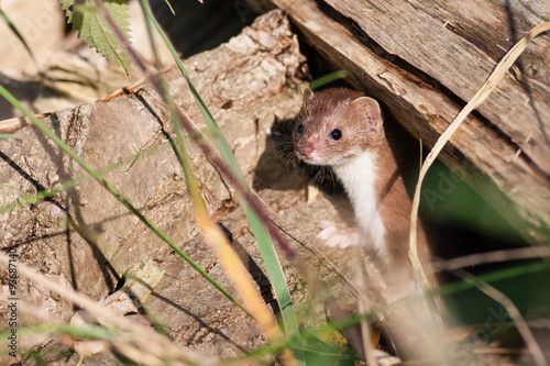 Mauswiesel (Mustela nivalis)