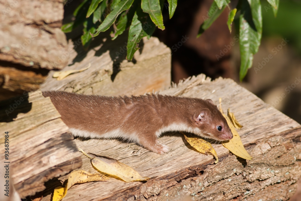 Mauswiesel (Mustela nivalis) Mauswiesel (Mustela nivalis)