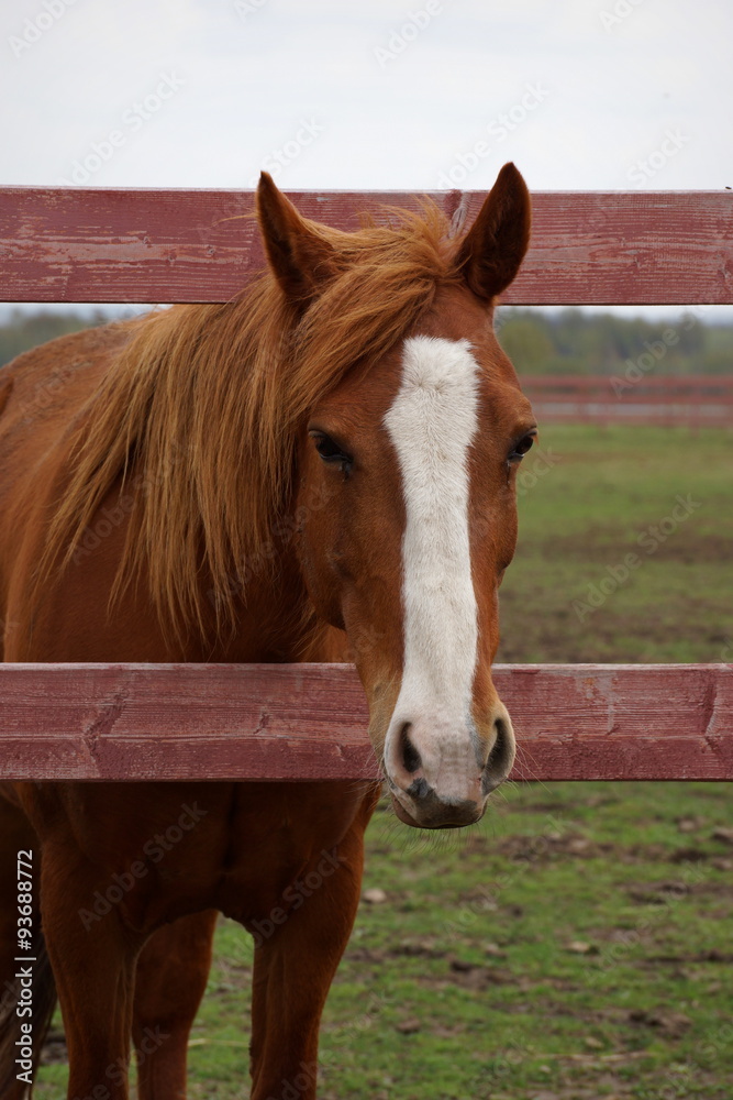 Naklejka premium Horse