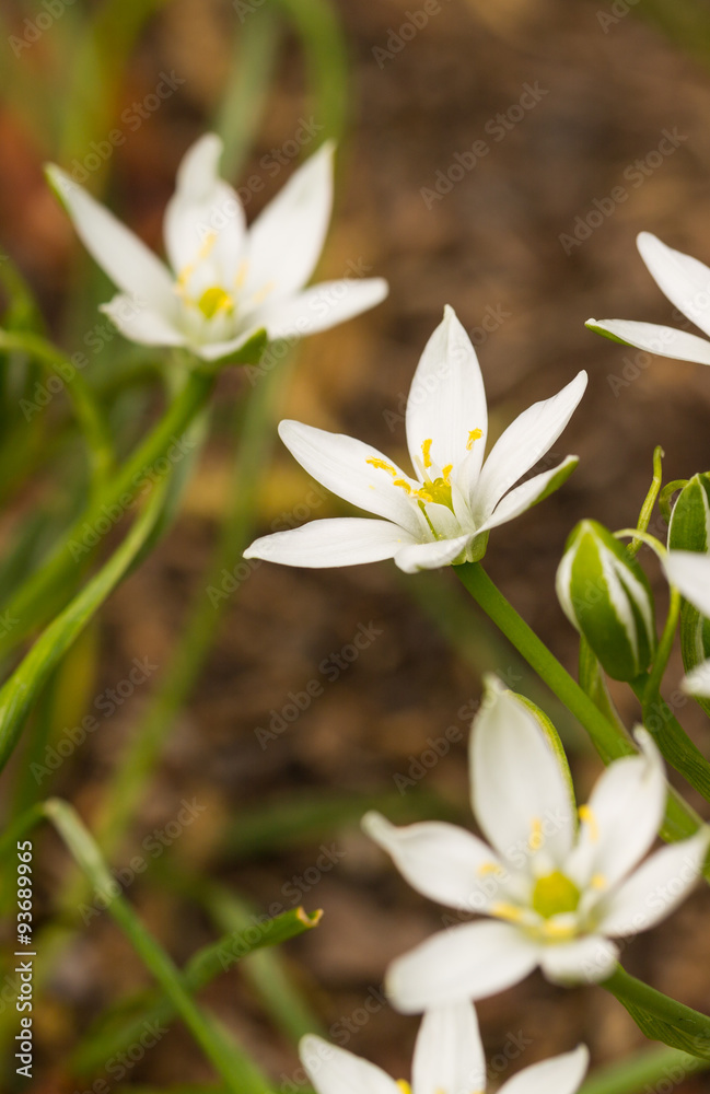 small wild white flower