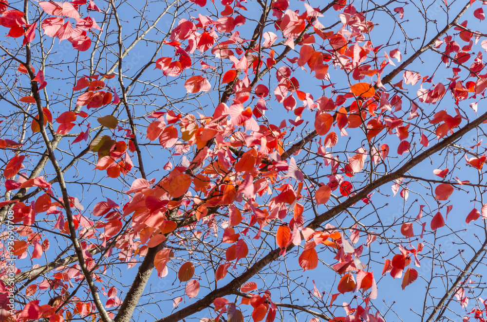 radiant red leaves on tree branches in front of a clear blue sky on a sunny autumn day radiant red leaves on tree branches in front of a clear blue sky on a sunny autumn day