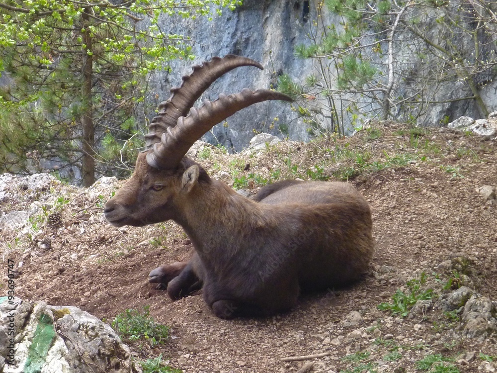 Alpine ibex in the nature