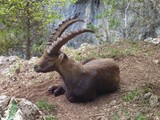 Alpine ibex in the nature