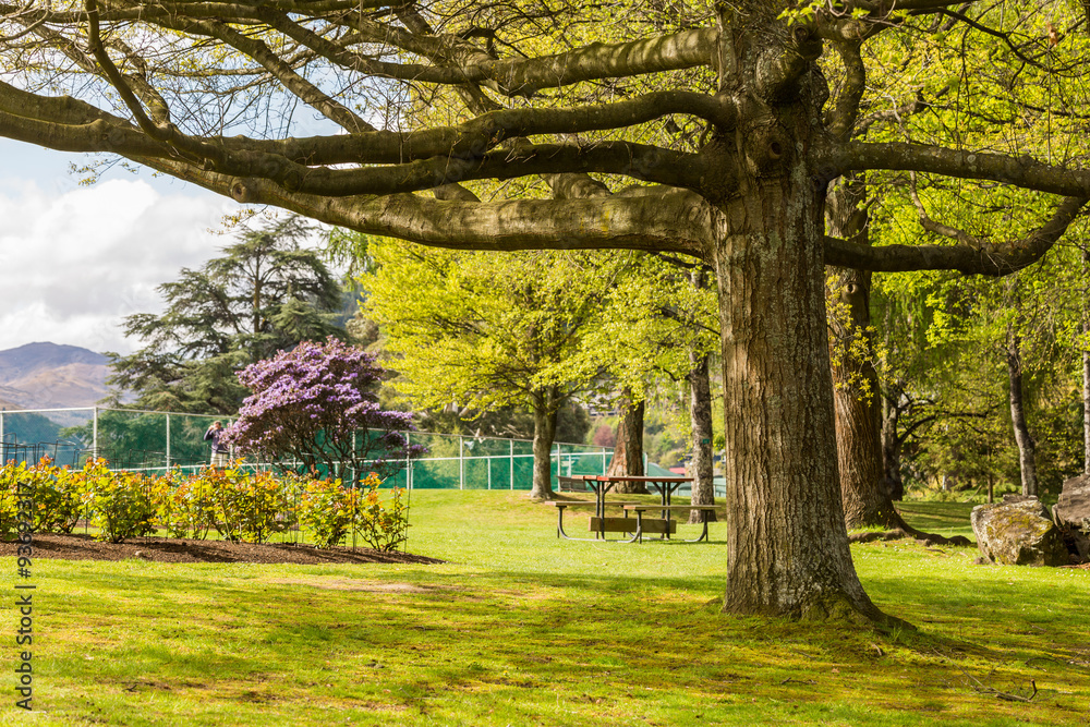 Fototapeta premium big tree in garden