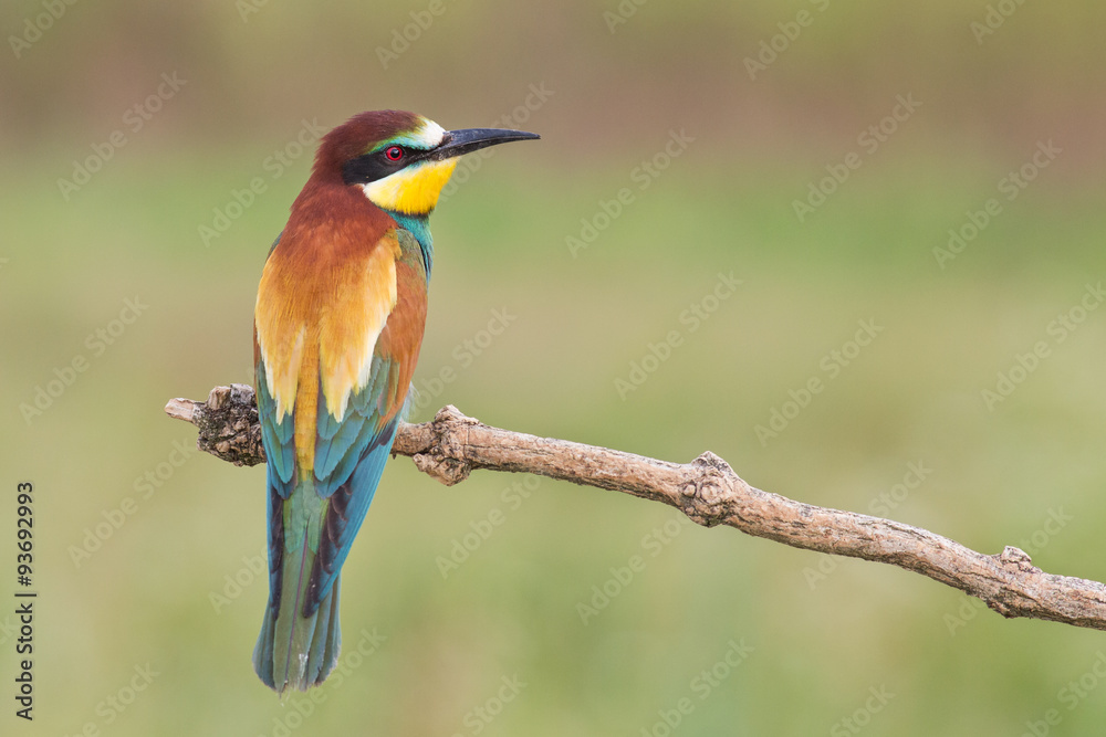 Bee eater