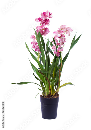 Orchid in flowerpot on white background