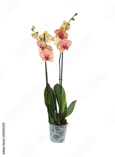 Fototapeta Naklejka Na Ścianę i Meble -  Orchid in flowerpot on white background
