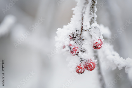 jarzebiny-jagodowe-pokryte-sniegiem