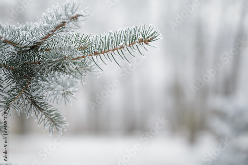 fir branch covered with snow frost