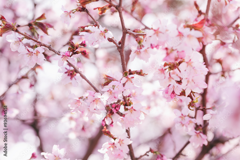 sakura flowers in bloom