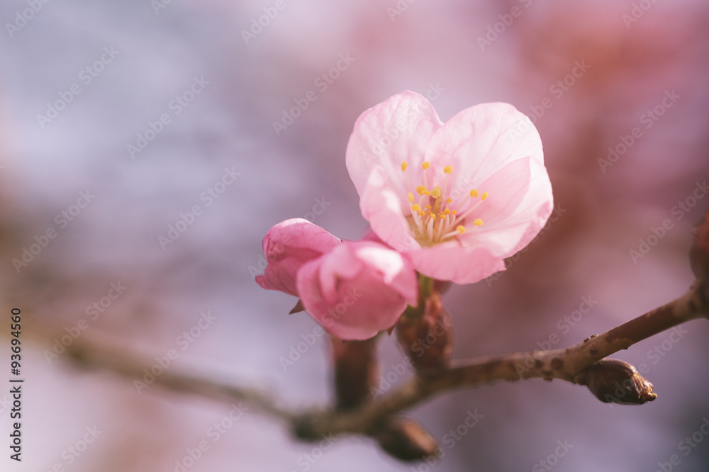 sakura flowers in bloom sakura flowers in bloom