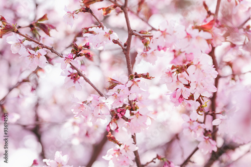 sakura flowers in bloom