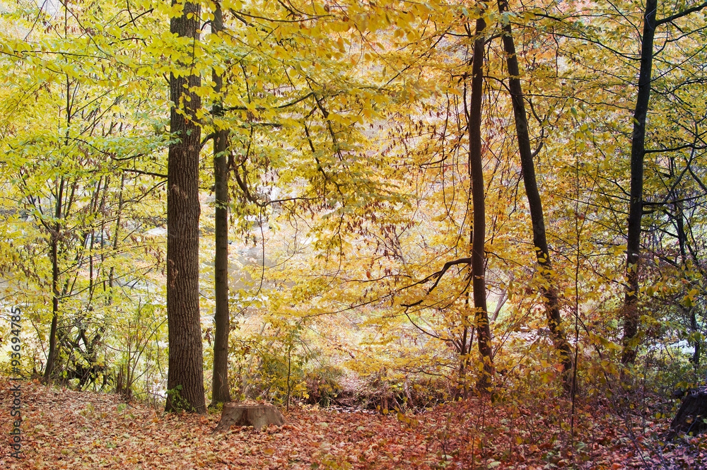 Obraz premium autumn forest