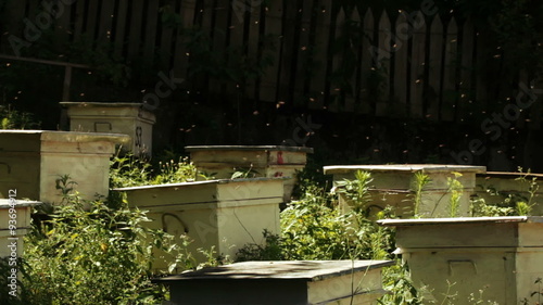 Hive bees behind fence photo