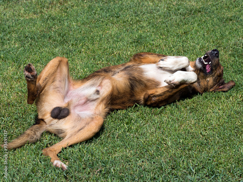 Gloriously happy unneutered male dog rolling on grass. photo