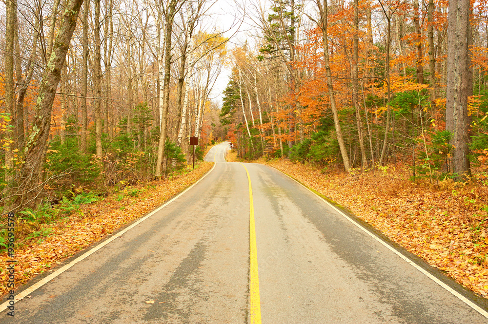 Fototapeta premium Autumn scene with road