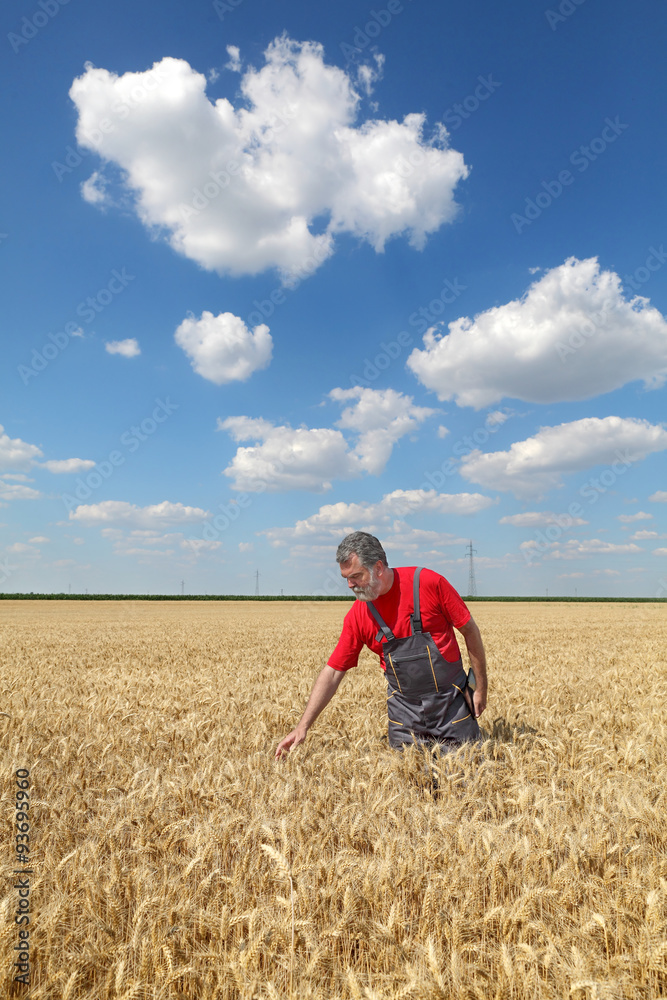 Farmer or agronomist inspect wheat field Farmer or agronomist inspect wheat field