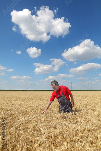 Farmer or agronomist inspect wheat field © sima