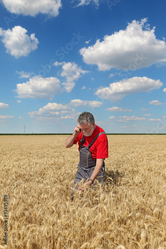 Farmer inspect wheat field
