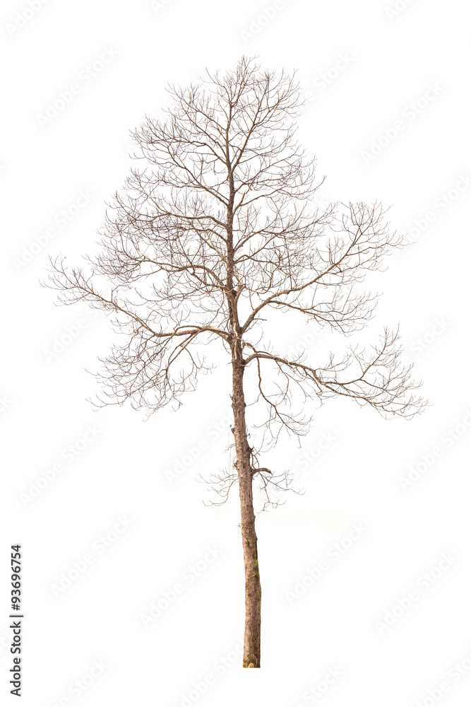 Obraz premium Tree branch without leaf isolated on white