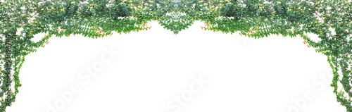 Wallpaper Mural Green ivy isolated on white background Torontodigital.ca